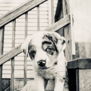 Meet your Posher, Ross